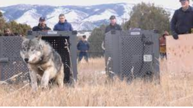 Reintroduction of Wolves in Colorado