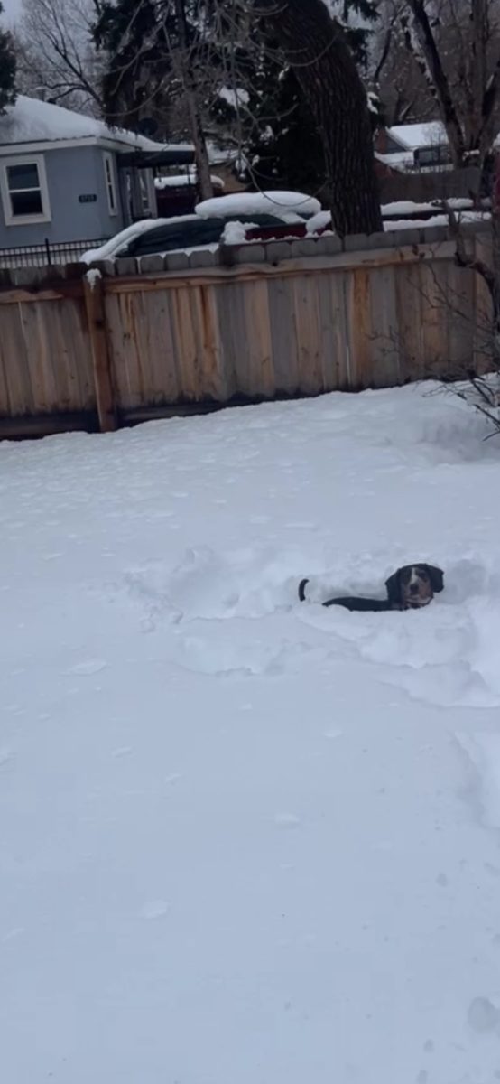 Weiner+Dog%2C+Charlie+Brown%2C+Running+Through+the+Snow