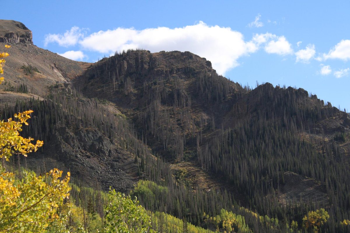 Forest affected by pine beetles, courtesy of Skye Eisenhauer. 