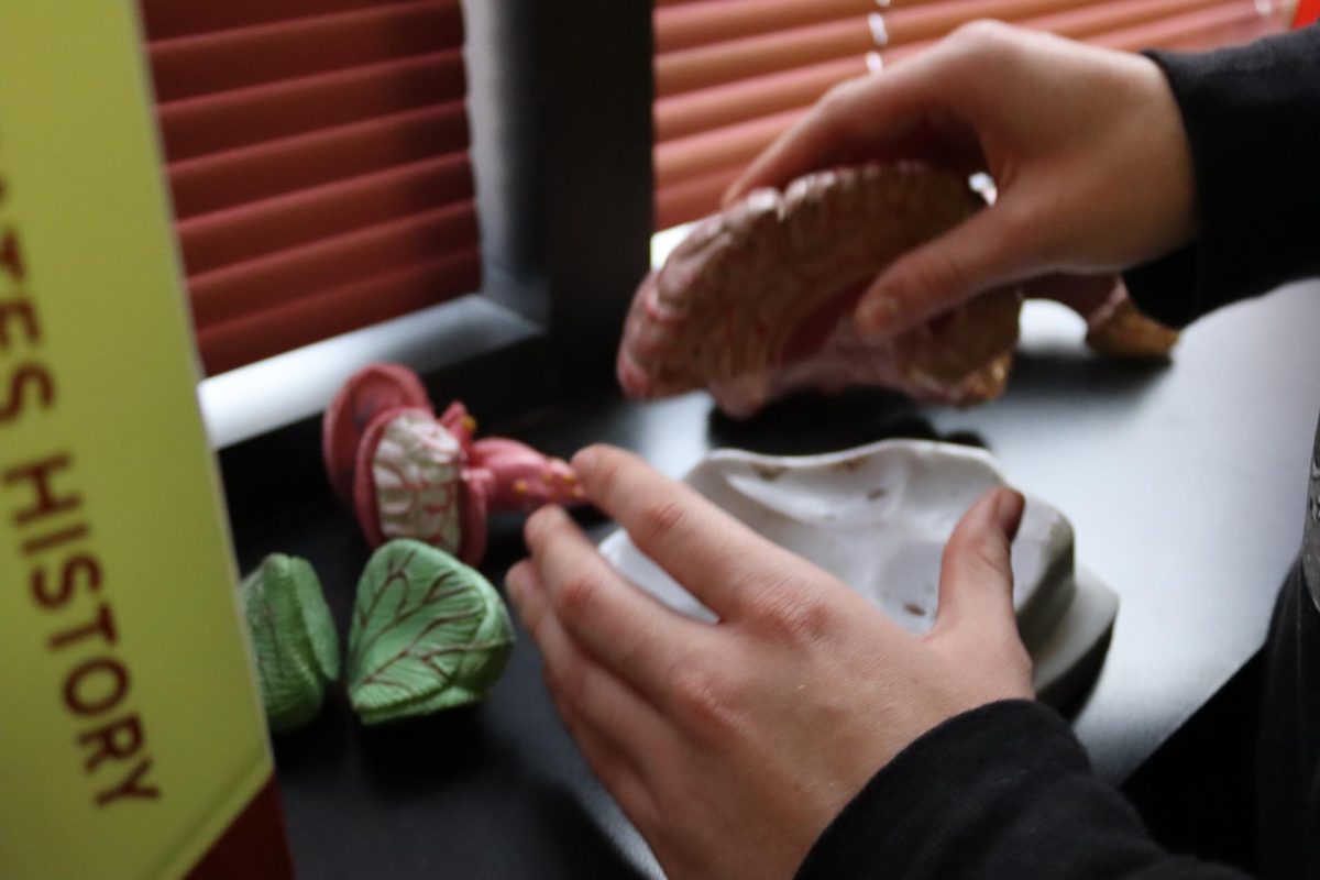 A student tries to build a 3-D model of a brain. 