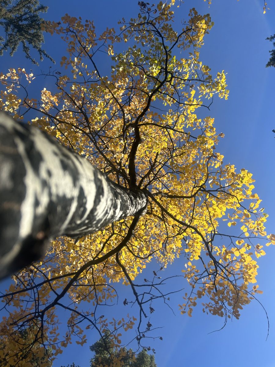 Aspen tree at the german volksmarch
