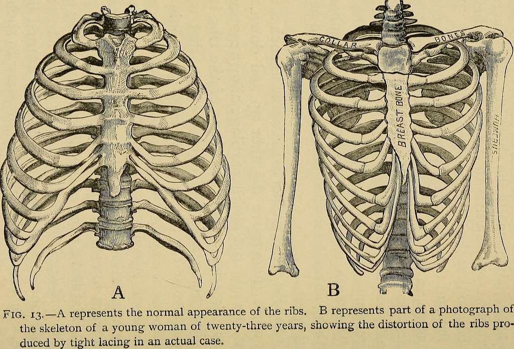 male vs female ribcage