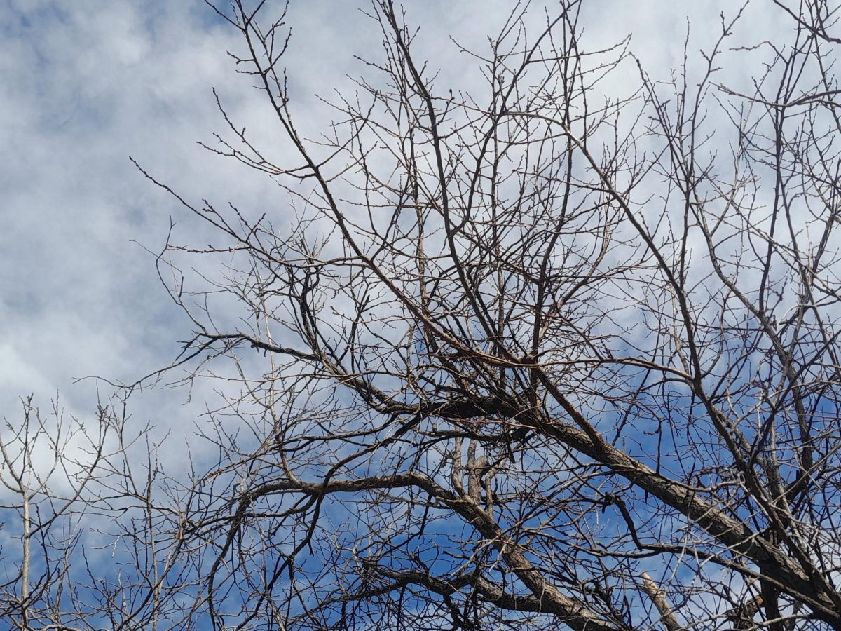 The  relation of trees to many aspects of the physical human makeup creates an undeniable relationship.